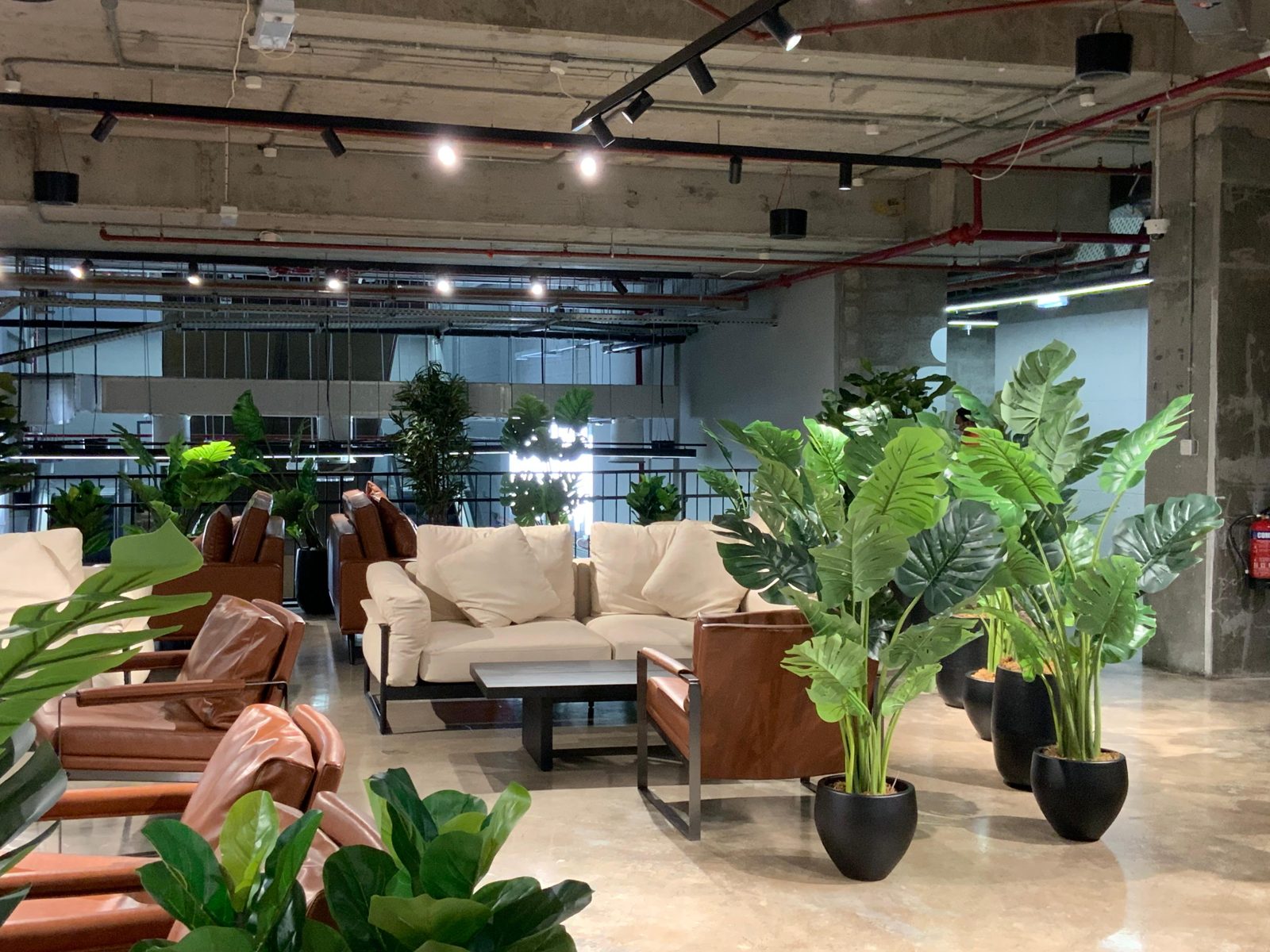 Completed lounge with cream sofas, tan leather armchairs, black planters with large green plants and track lighting over a polished concrete floor